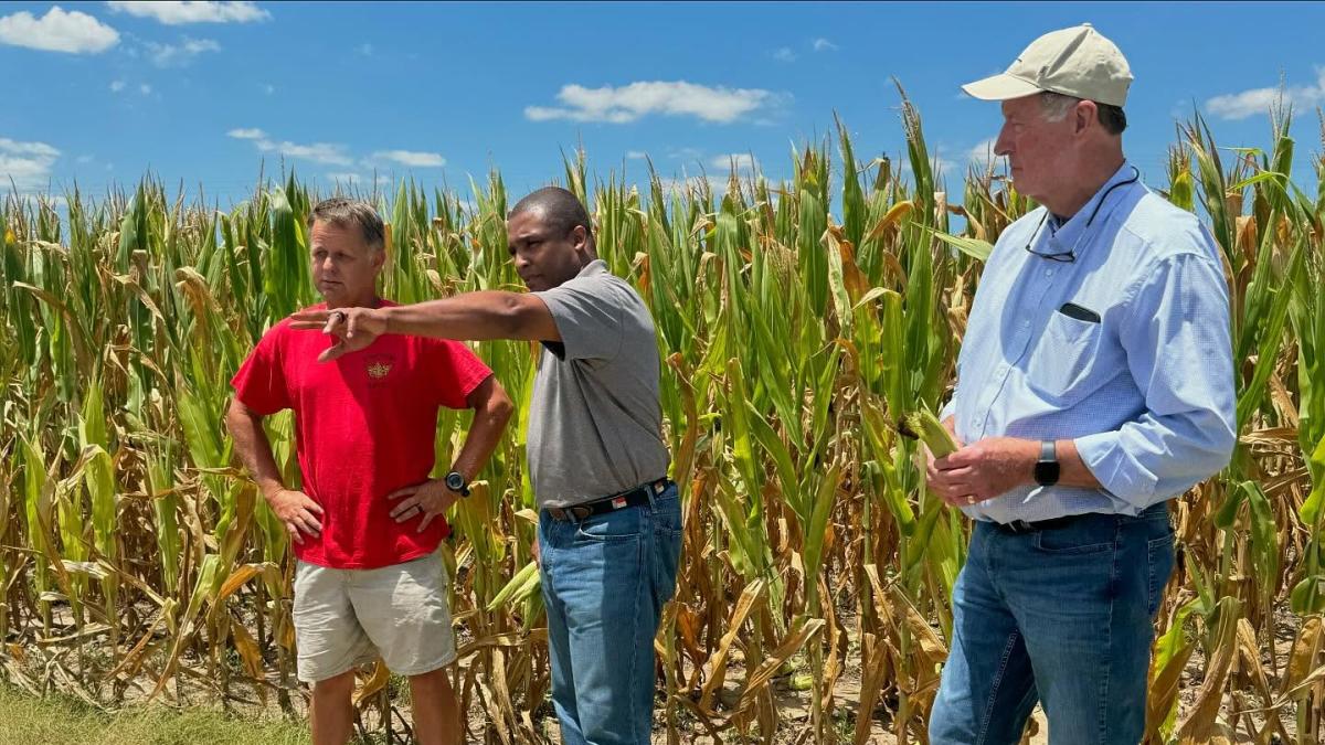 Congressman Davis in a corn field