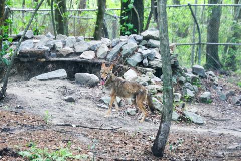 Red wolf